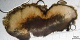 Trapeliopsis glaucopholis image