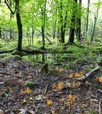 Clavulinopsis aurantiocinnabarina image