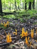 Clavulinopsis aurantiocinnabarina image