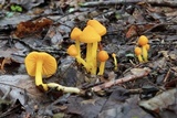 Humidicutis marginata image