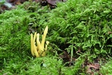 Clavulinopsis fusiformis image