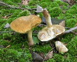 Xanthoconium affine image