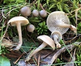 Clitocybe fragrans image