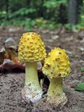 Amanita flavorubens image