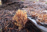 Ramaria stricta image