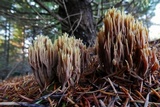 Ramaria stricta image