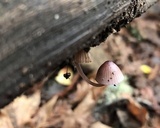 Mycena bulliformis image