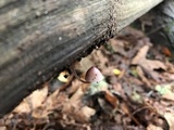 Mycena bulliformis image