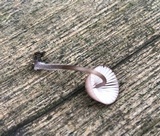 Mycena bulliformis image