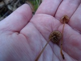 Mycena californiensis image