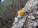 Naematelia aurantia image