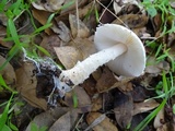 Lepiota spheniscispora image