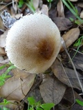 Lepiota spheniscispora image