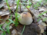 Lepiota spheniscispora image