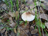 Lepiota spheniscispora image