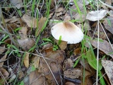 Lepiota spheniscispora image