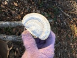 Trametes lactinea image