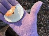 Trametes lactinea image