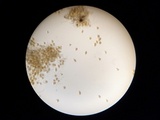 Sphaerosporium lignatile image