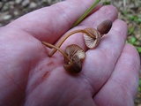 Mycena californiensis image