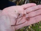Mycena sanguinolenta image