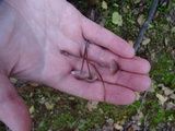Mycena sanguinolenta image