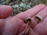 Mycena capillaripes image