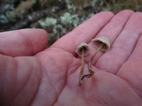 Mycena capillaripes image