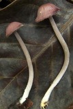 Gymnopus iocephalus image