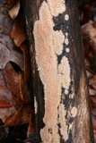 Phlebia radiata image