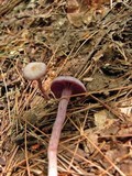 Laccaria amethystina image