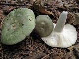 Russula aeruginea image