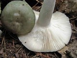 Russula aeruginea image