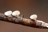 Poronidulus conchifer image