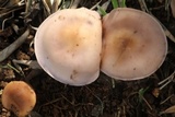 Lepista sordida image