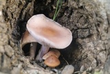 Lepista sordida image