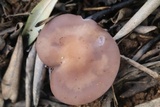 Lepista sordida image