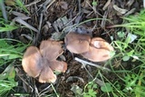Lepista sordida image