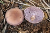 Lepista sordida image