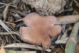 Lepista sordida image