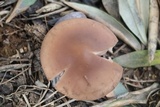 Lepista sordida image