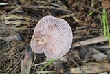 Lepista sordida image