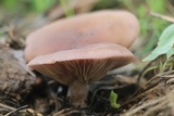Lepista sordida image