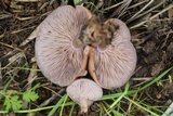 Lepista sordida image