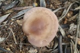 Lepista sordida image