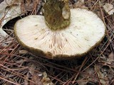Lactarius atroviridis image