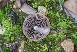 Psathyrella bipellis image