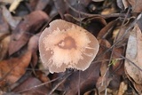 Psathyrella bipellis image