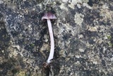Psathyrella bipellis image