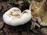 Lactarius subvellereus image